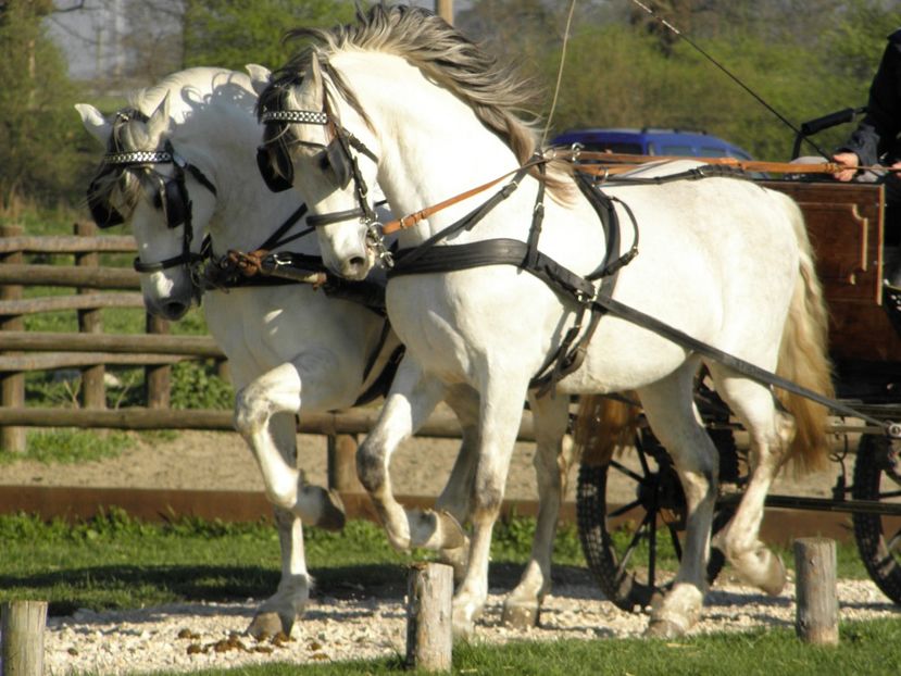 P4110045 - CAI DE VANZARE