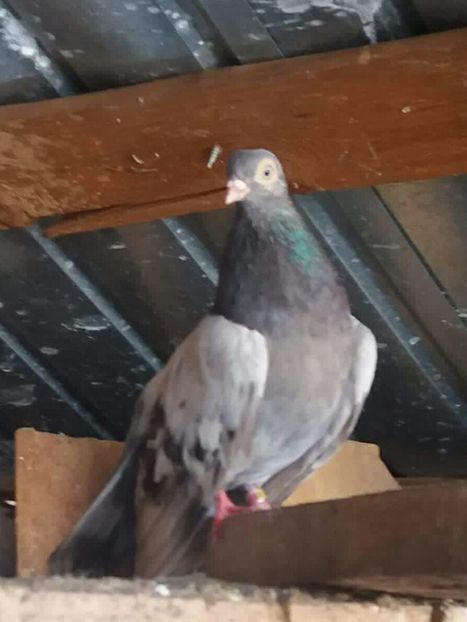 received_813160065541091-1 - 9-Dungat Romanesc