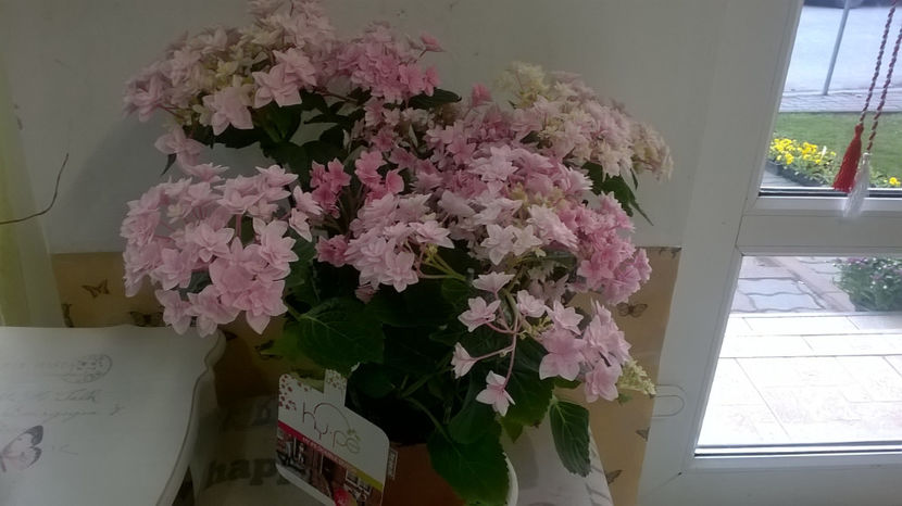 HY-PE Double Dutch - Hortensii 2018- 2019