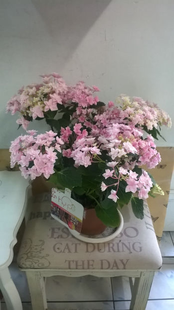 Luata din florarie, nu m-am putut abtine :) - Hortensii 2018- 2019
