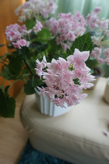  - Hortensii 2018- 2019