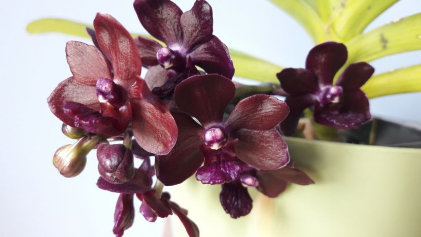  - Rhynchovanda Sri Siam x Rhyncostylis Gigantea red-Vandachostylis Colmarie