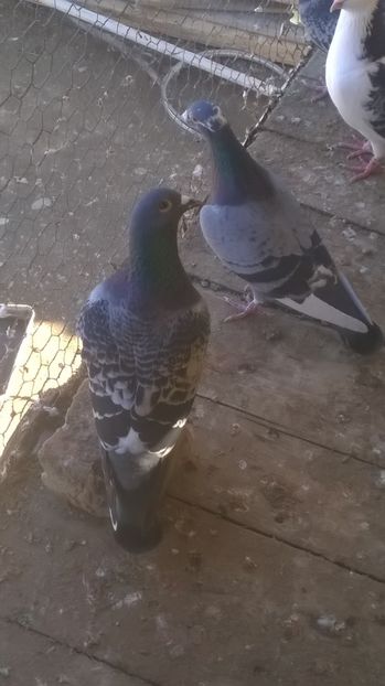  - porumbei voiajori de vanzare