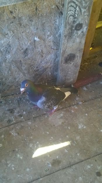 2014 - porumbei voiajori de vanzare