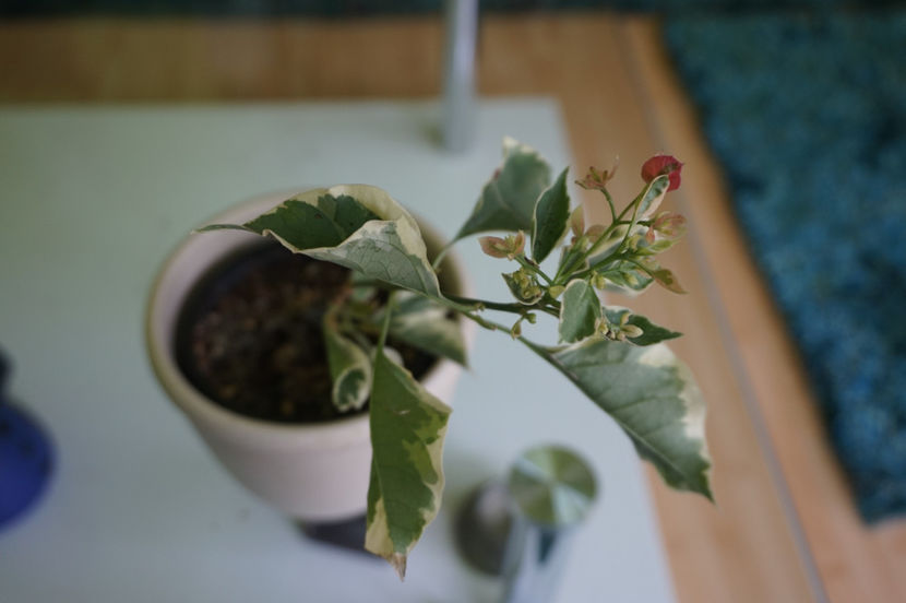 Achizitii noi- multumesc Alkat! - Bougainvillea 2018