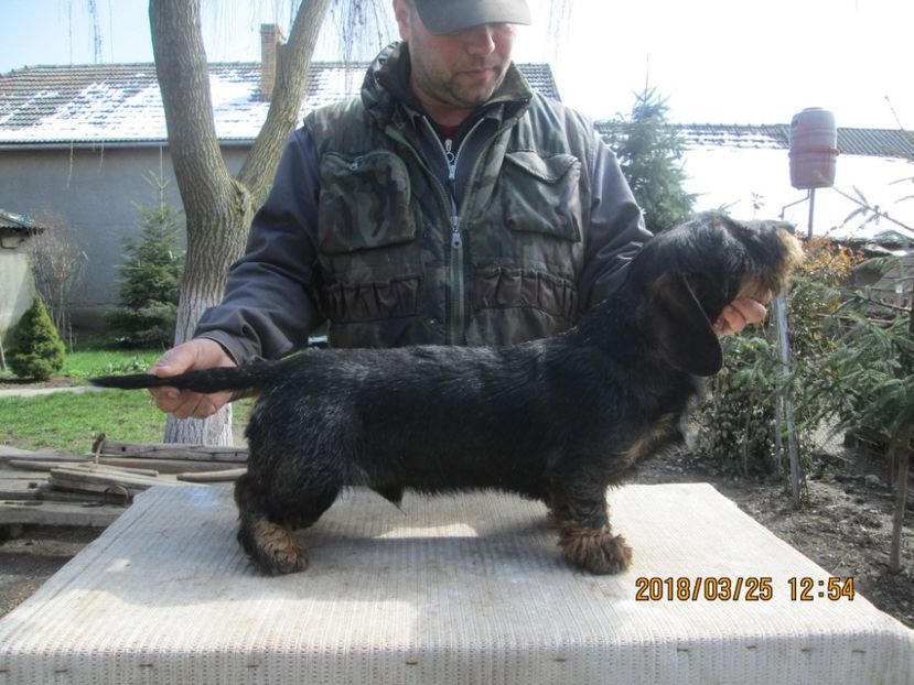 29680633_2032332537042245_802406717_o - Teckel cu par sarmos JACK mascul