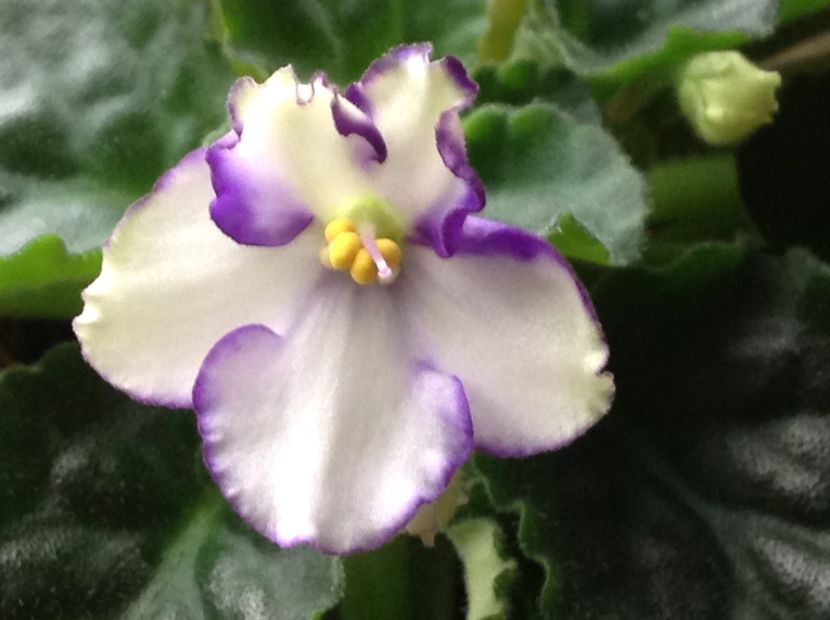  - Violete inflorirea de primavara 2018
