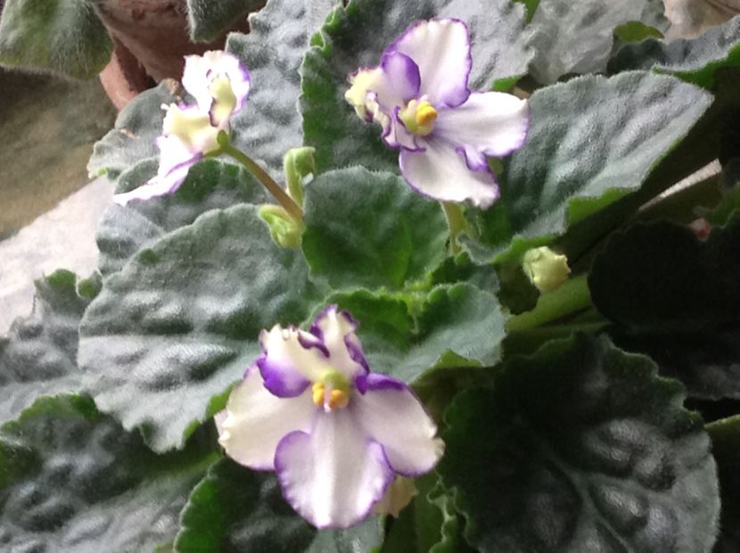  - Violete inflorirea de primavara 2018