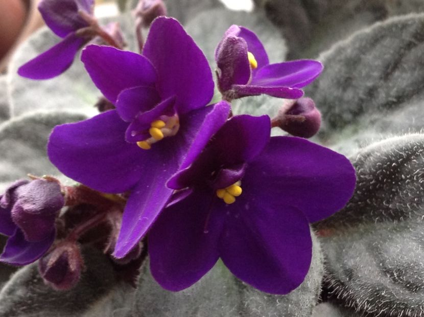  - Violete inflorirea de primavara 2018