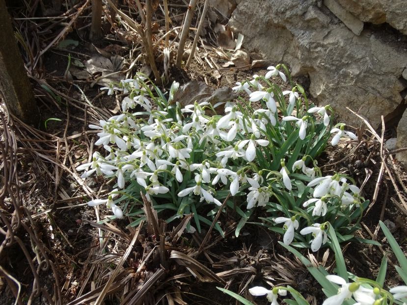  - Plante in gradina 2018