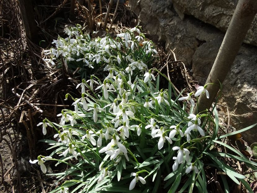  - Plante in gradina 2018