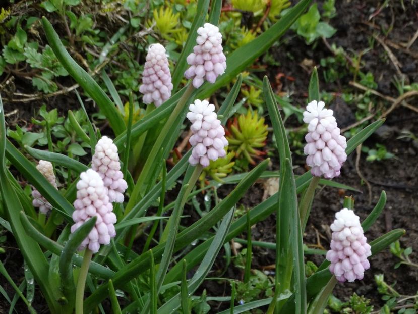  - Plante in gradina 2018