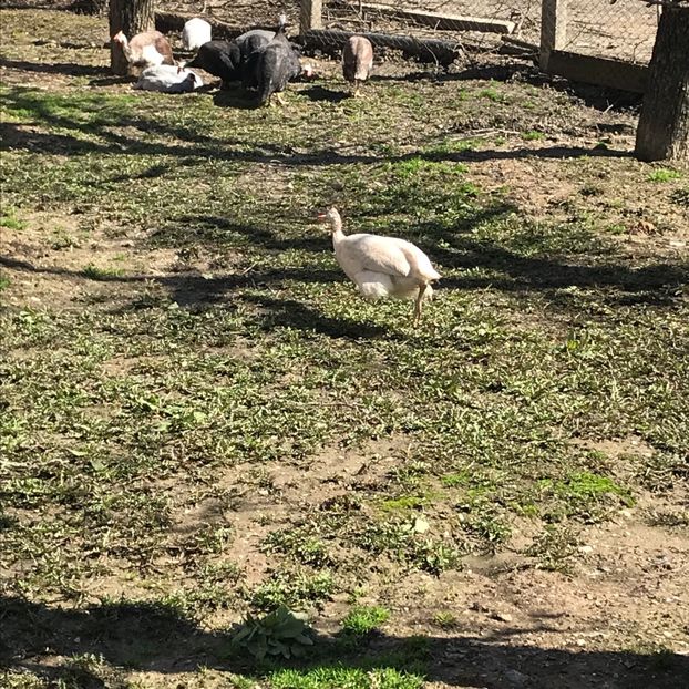 6CD6A52B-0F42-456E-9A4E-3A93304BB5C6 - bibilici