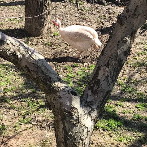 6446D440-4B76-46C5-905A-88883EB53A92 - bibilici