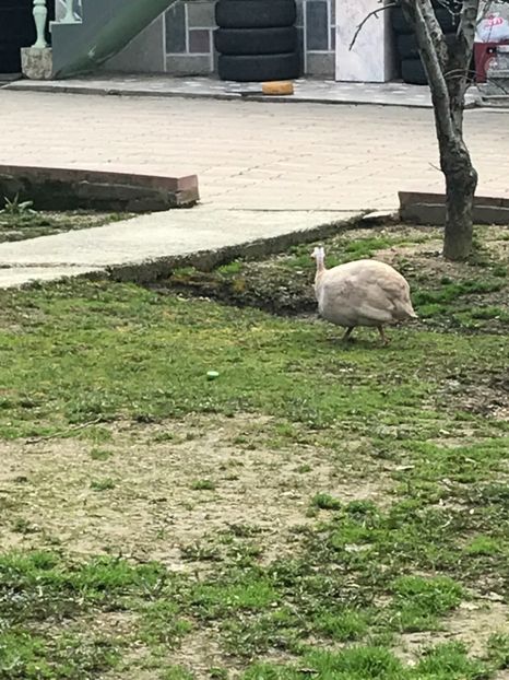 FD7F140C-9967-4D7E-94FD-A4057E7615EB - bibilici