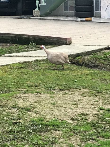 CC27D42C-D2F1-4ACC-90CF-2ED293CE56A4 - bibilici