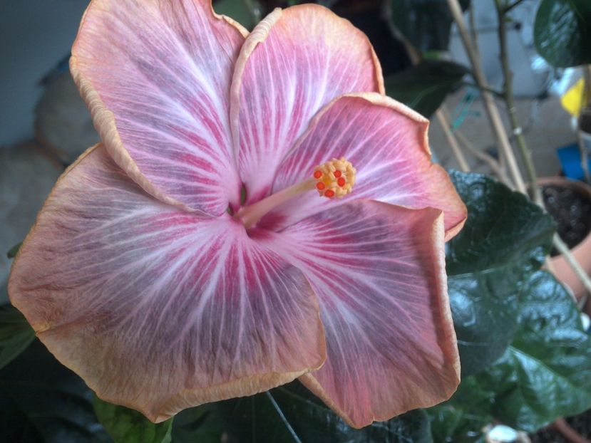 WIN_20180402_111653 - Tahitian Purple Ripple