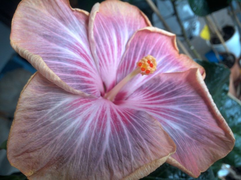 WIN_20180402_111725 - Tahitian Purple Ripple