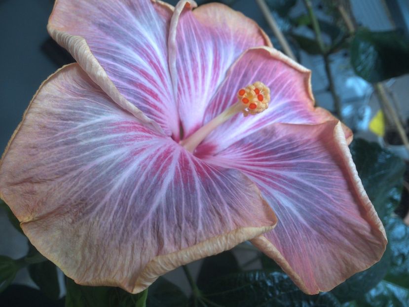 WIN_20180402_111808 - Tahitian Purple Ripple