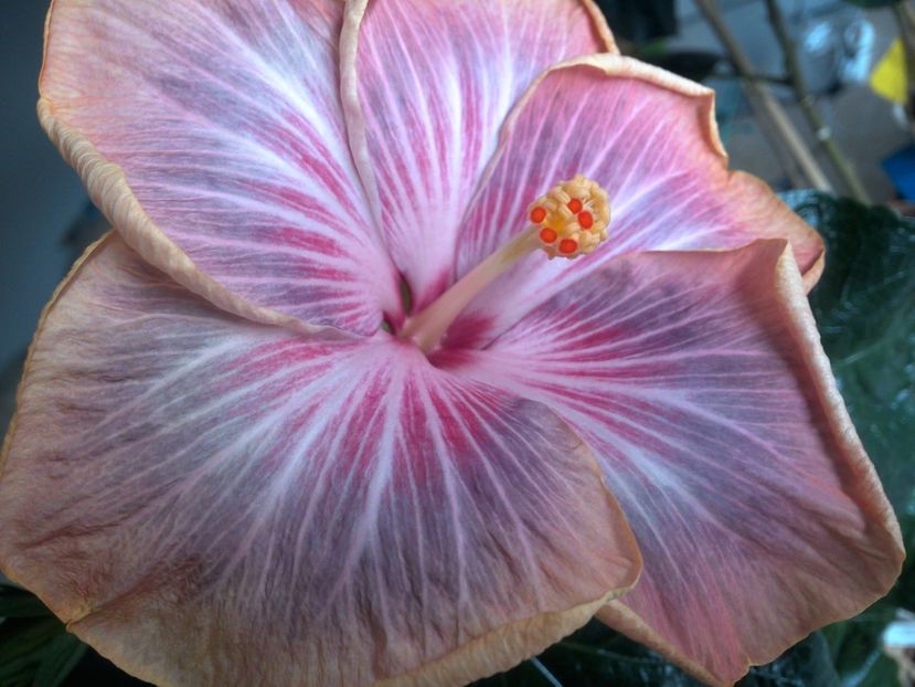 WIN_20180402_111811 - Tahitian Purple Ripple