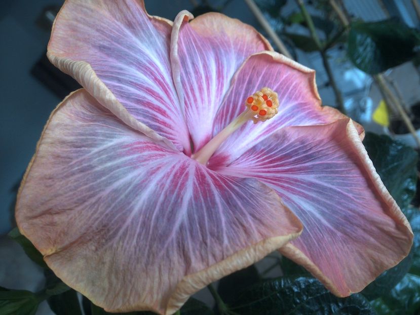 WIN_20180402_111834 - Tahitian Purple Ripple