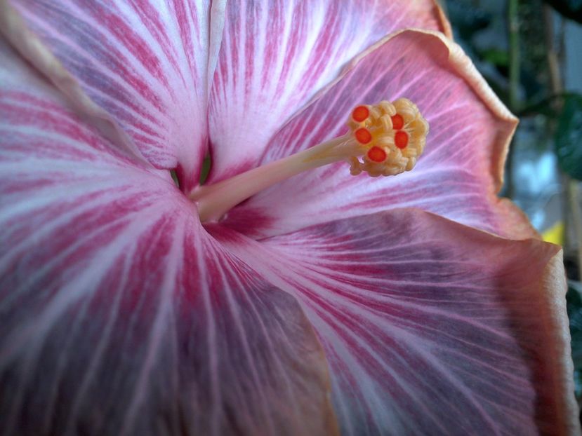 WIN_20180402_111908 - Tahitian Purple Ripple