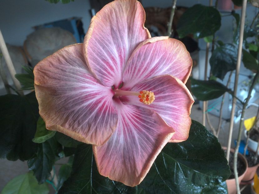 WIN_20180402_112208 - Tahitian Purple Ripple