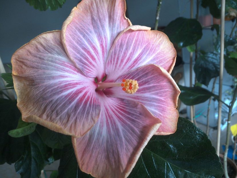 WIN_20180402_112210 - Tahitian Purple Ripple