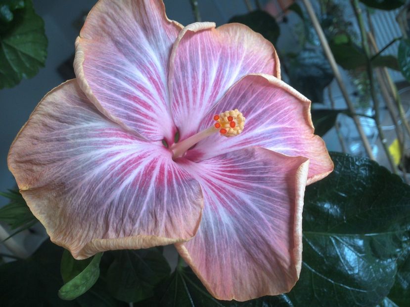 WIN_20180402_112216 - Tahitian Purple Ripple