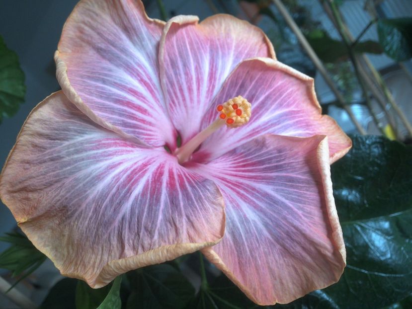 WIN_20180402_112222 - Tahitian Purple Ripple