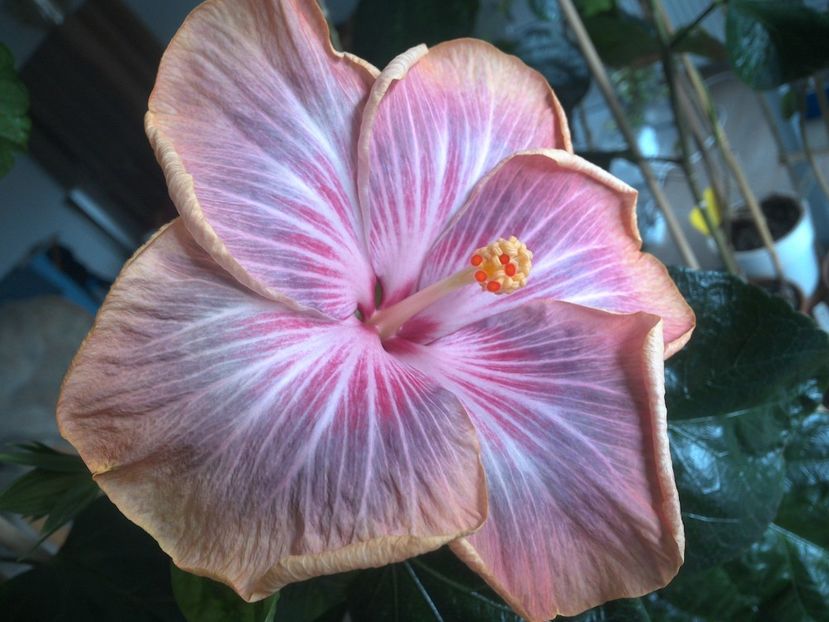 WIN_20180402_112227 - Tahitian Purple Ripple