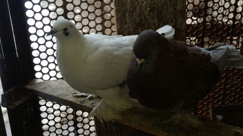  - ROMAGNOLI PORUMBEI