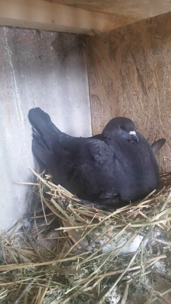  - ROMAGNOLI PORUMBEI