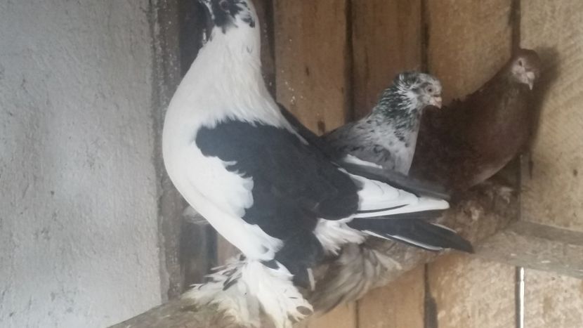  - ROMAGNOLI PORUMBEI