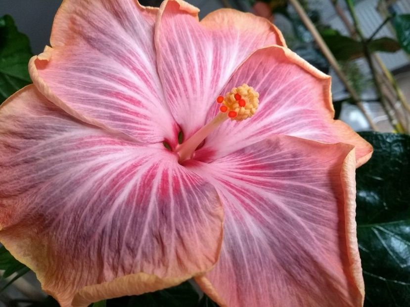 29943390_1894662280607211_1038332076_o - Tahitian Purple Ripple