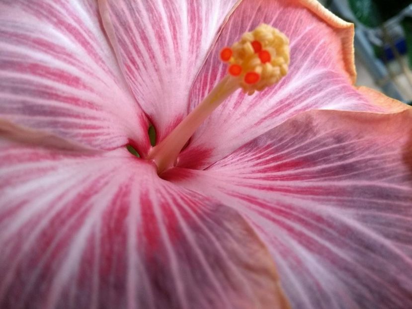 29995904_1894662597273846_525865735_o - Tahitian Purple Ripple