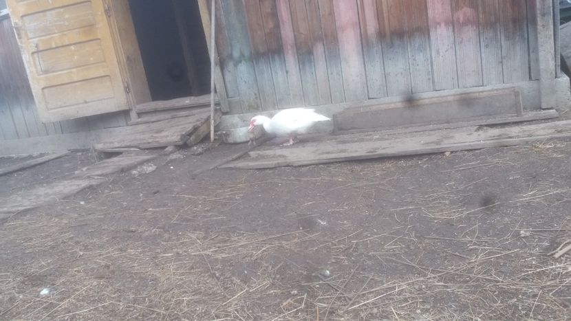  - 01 - Matca pentru 2018