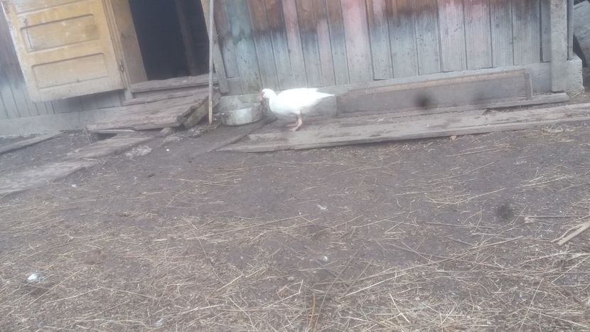  - 01 - Matca pentru 2018