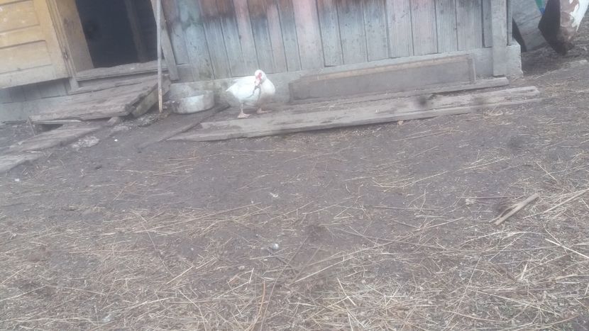  - 01 - Matca pentru 2018