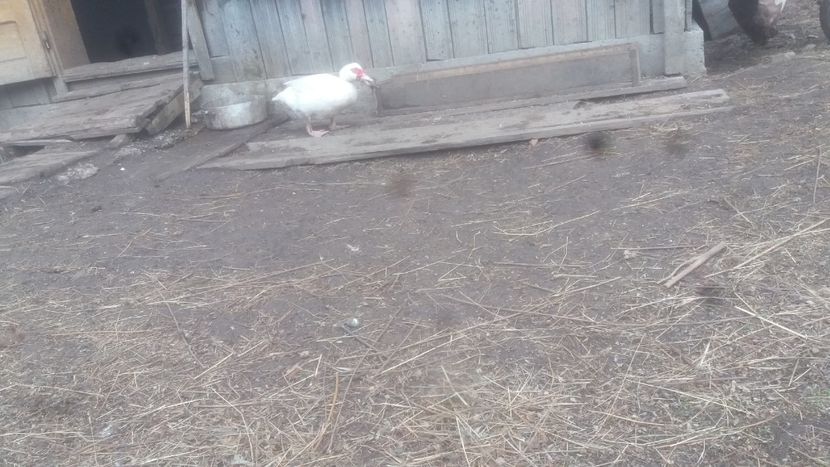  - 01 - Matca pentru 2018