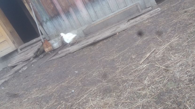  - 01 - Matca pentru 2018