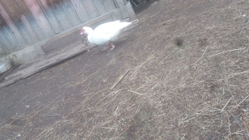  - 01 - Matca pentru 2018