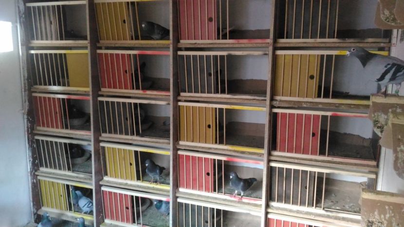 P_20180331_183022 - Compartimente matca