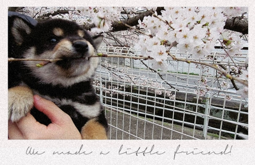 ❪02A̭̭p̭r̭2018❫　▪ ·ꕥ· ▫　written by B̭ḙḽḽa̭. - 21stMar2018 Page from our diary