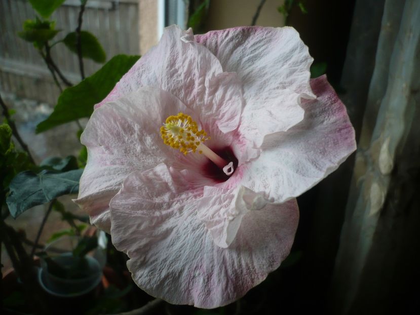 02.04.2018 - HIBISCUSI 2018-1