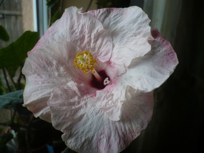 P1360480 - HIBISCUSI 2018-1