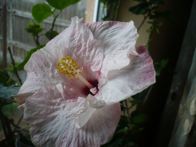 P1360484 - HIBISCUSI 2018-1