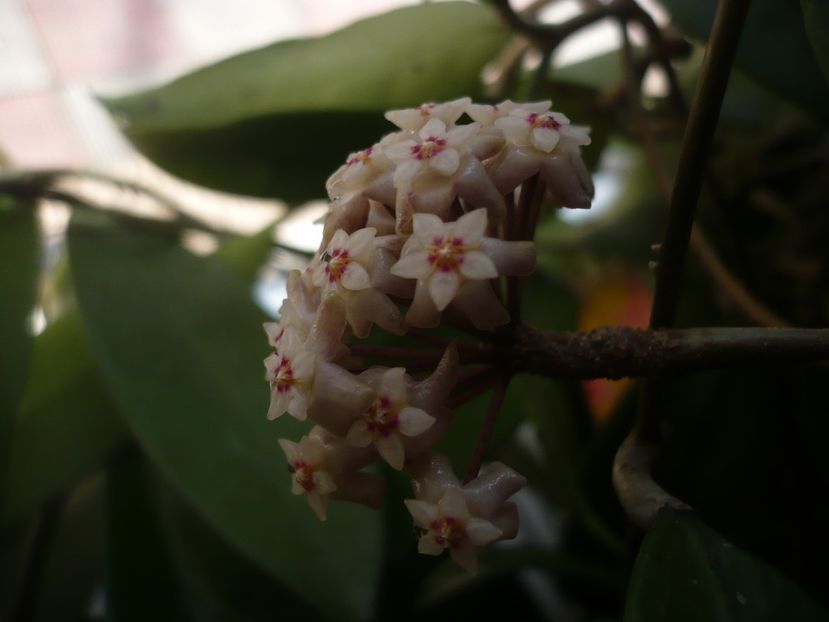 02.04.2018 - HOYA 2018-1