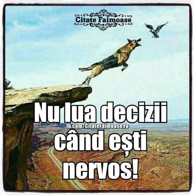  - Poze 2