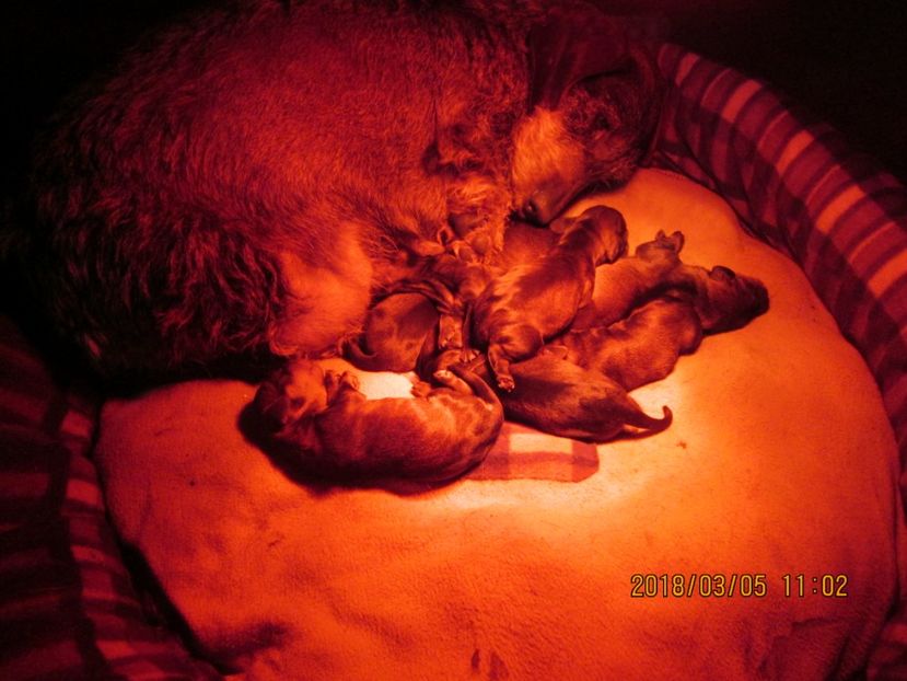  - litera F din BOCK si MAYA II 2018